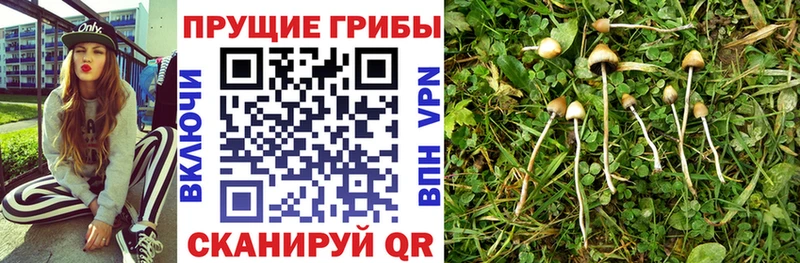 дарнет шоп  Усть-Джегута  Псилоцибиновые грибы GOLDEN TEACHER 